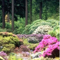 
					Rhododendron Species Botanical Gardens
					